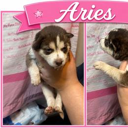 Aries - Sable and white female Siberian Husky puppy in Lakeland, Florida from Ice Blue Legacy Siberians Huskies