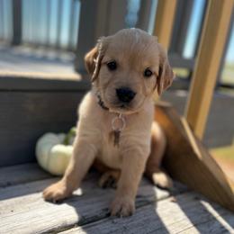1st Pick of the Females - Golden female Golden Retriever puppy in Wolcott, Indiana from Sunnyside Meadows Goldens