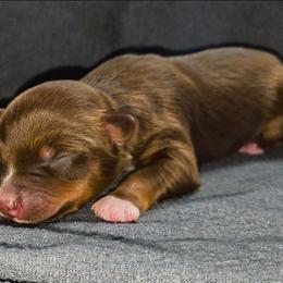 Ember - Red tri-color female Australian Shepherd puppy in Marengo, Indiana from J&J Kennel