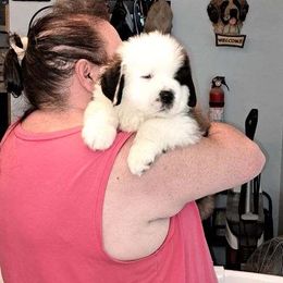 Saint Bernard Puppies from Wintercrest St. Bernards