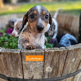 Summer Black and tan dapple pie 3750. - Black and tan female Dachshund puppy in Herald, California from Bluegum Dachshunds
