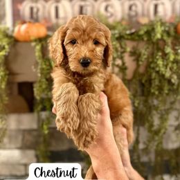 Chestnut- Brown Collar - Red  male Goldendoodle puppy in Taylorsville, North Carolina from Doggone Dixie Doodles
