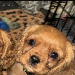 Green - Sprite - Ruby male Cavalier King Charles Spaniel puppy in Corpus Christi, Texas from Kings Cross Cavaliers