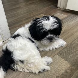 Shih Tzu Puppies from TACG