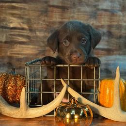 Jessie - Chocolate female Labrador Retriever puppy in Isle, Minnesota from Dog Ear Outfitters