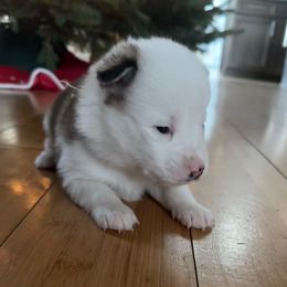 Teal Collar - Black and white male Pomsky puppy in Exeter, Rhode Island from Ocean State Pomskies