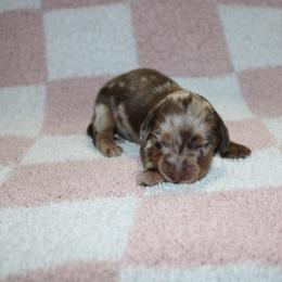 Woody - Dapple male Dachshund puppy in Lebanon, Tennessee from Thomas Dachshunds