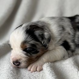 Icey - Blue merle female Australian Shepherd puppy in Quaker City, Ohio from Wagon Wheel Aussies and Corgi’s