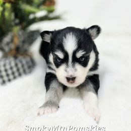 Carlotta - Black and white female Pomsky puppy in Christiana, Tennessee from Smoky Mountain Pomskies
