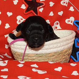 Liberty Bell - Black and white female Havanese puppy in Salt Lake City, Utah from Steal Your Heart Havanese