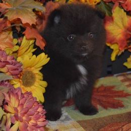 Pomeranian Puppies from A&M Pomeranians