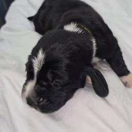 Basset Hound Puppies from Buck Wild 4 Bassets