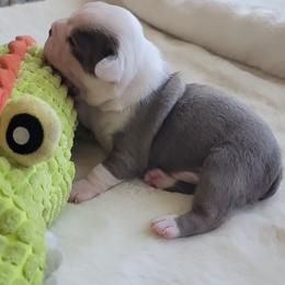 Finn - Seal and white male Boston Terrier puppy in Katy, Texas from Mei's Boston Terriers