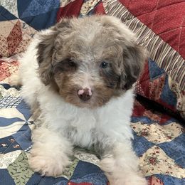 Kris - Red merle male Aussiedoodle puppy in Winnsboro, Texas from Happy Hollow Ranch
