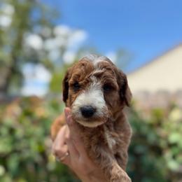 Nala - Red  female Goldendoodle puppy in Jacksonville, Florida from Dandelion Doodles