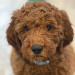 Blue Collar - Red  male Poodle puppy in Orange, Connecticut from Shamrock’s Poodles