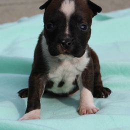 Linus - Black brindle male American Staffordshire Terrier puppy in Guilford County, North Carolina from Explicit Kennel