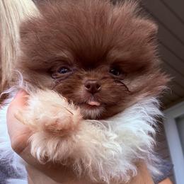 Super Tiny Hugo - Chocolate parti male Pomeranian puppy in Waterloo, Indiana from Garcias Pomeranian