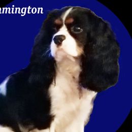Remmington - Cavalier King Charles Spaniel