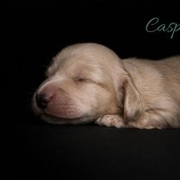 Caspian - Cream male Dachshund puppy in Greenfield, Ohio from Buck Run Creek Dachshunds & Labradors