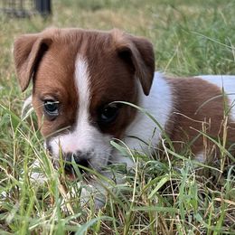 Russell Terrier Puppies from Claddagh Pastures