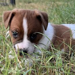 Russell Terrier Puppies from Claddagh Pastures