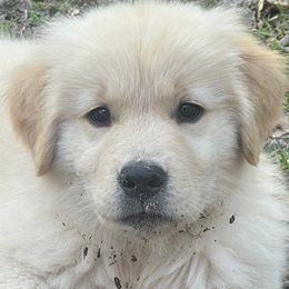 Golden Retrievers from Aveline Goldens