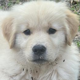 Golden Retrievers from Aveline Goldens