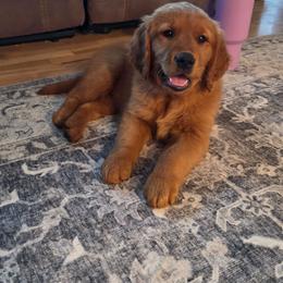 Millie- Looking for Guardian Home - Dark golden female Golden Retriever puppy in Lebanon, Oregon from SnowPeakPaws