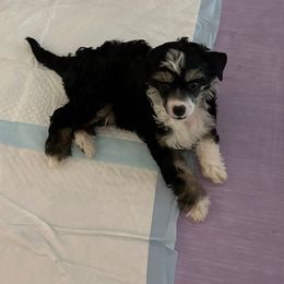 Sonny - Black white and tan Chinese Crested puppy in Laverne, Oklahoma from Carrera Chinese Cresteds