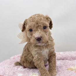 Rebel - Apricot female Goldendoodle puppy in Rising Sun, Indiana from Ruby Lane Doodles