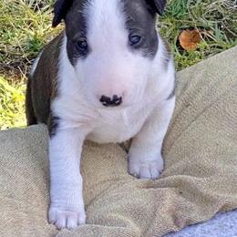 Bull Terrier Puppies from Action Bull Terriers