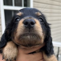 Boy 3 - Black and tan Dachshund puppy in Blaine, Tennessee from East TN Dachshunds