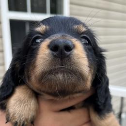 Boy 3 - Black and tan Dachshund puppy in Blaine, Tennessee from East TN Dachshunds