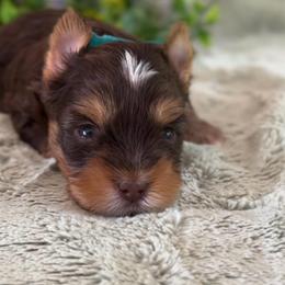 Crumpet (green) - Chocolate, tan and white male Yorkshire Terrier puppy in Parkersburg, West Virginia from Chocolate Diamonds in the RUFF