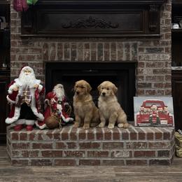 Golden Retriever Puppies from Lyons Golden Retrievers