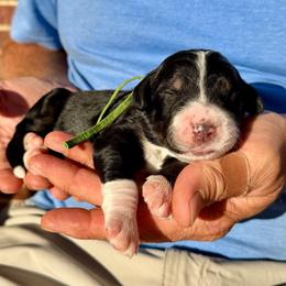 Loki - Tri-color male Bernedoodle puppy in Ferguson, North Carolina from Elevated Standards NC