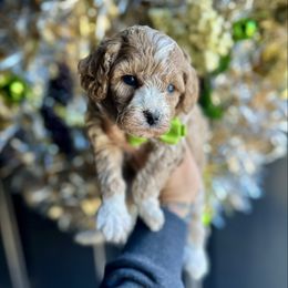 Buddy - Apricot male Poodle puppy in Adolphus, Kentucky from Deerly Poodles