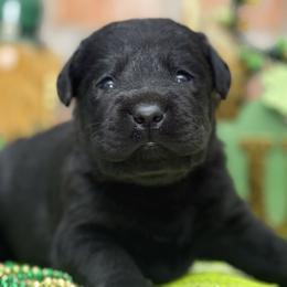 Valentine - Black male Labrador Retriever puppy in Dixon, California from Rosslyn Labradors (Rose-Line)