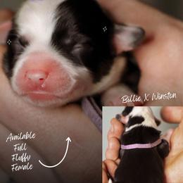 Queen - Black and tan female Pembroke Welsh Corgi puppy in South Otselic, New York from Ridge Top Corgis