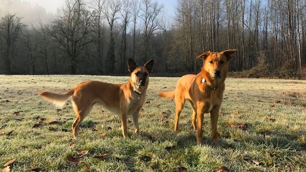 Find Chinook puppies for sale