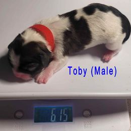 Boy 4 - male Shih Tzu puppy in Lake Worth, Florida from Shih Tzu Cottage