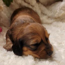 Dachshund Puppies from CLARK'S BREEDING PROGRAM
