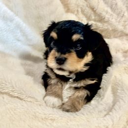 Sir Arthur Conan Doyle - Black and tan male Havanese puppy in North Richland Hills, Texas from A Royal Havanese Court