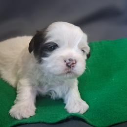Stormy - Liver and white male Shih Tzu puppy in Montrose, Colorado from Gnomies Furry Friends