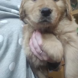 Golden Retriever Puppies from J-R Farms Goldens