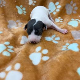 Bonnie - White and blue female Italian Greyhound puppy in West Plains, Missouri from Sycamore Ridge Puppies