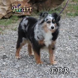Heart - Toy Australian Shepherd