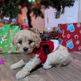 Pink collar girl - Buff female Cockapoo puppy in Middletown, Ohio from Blessed Chaos