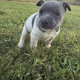 Girl 2 - White and blue female Rat Terrier puppy in Bee Branch, Arkansas from Rust Creek